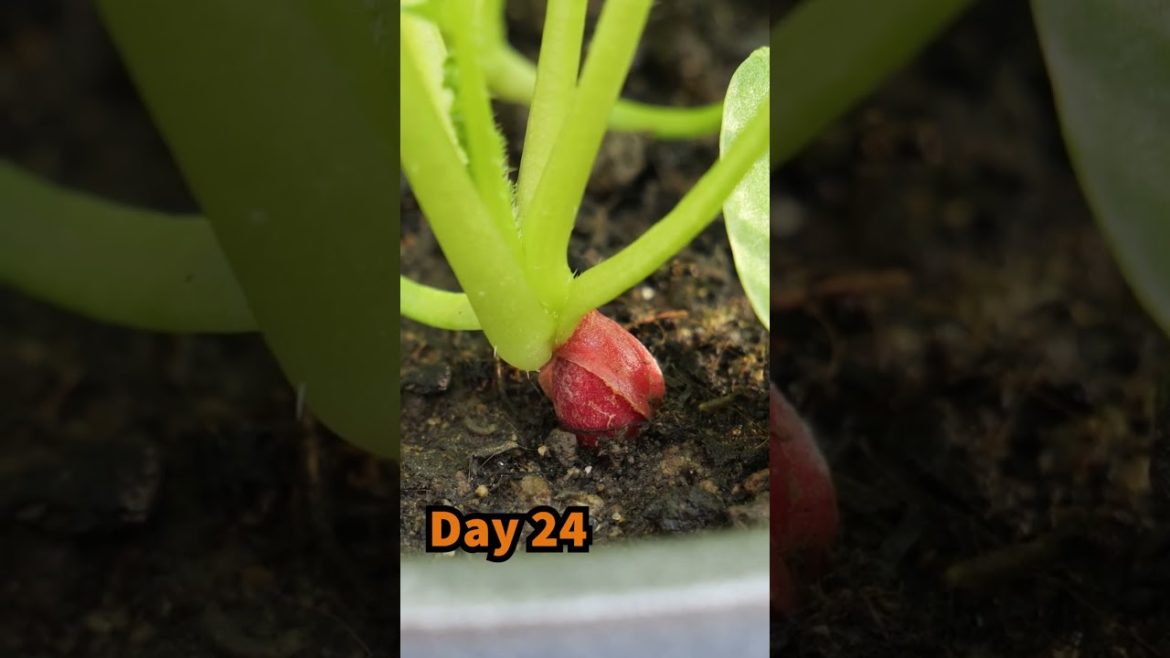 Growing Radish in Little Containers from Seed to Harvest