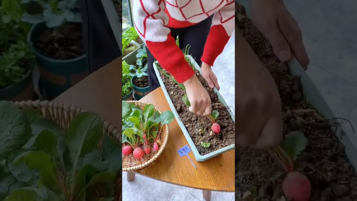 Beautiful vegetable garden at home (P6) #shorts