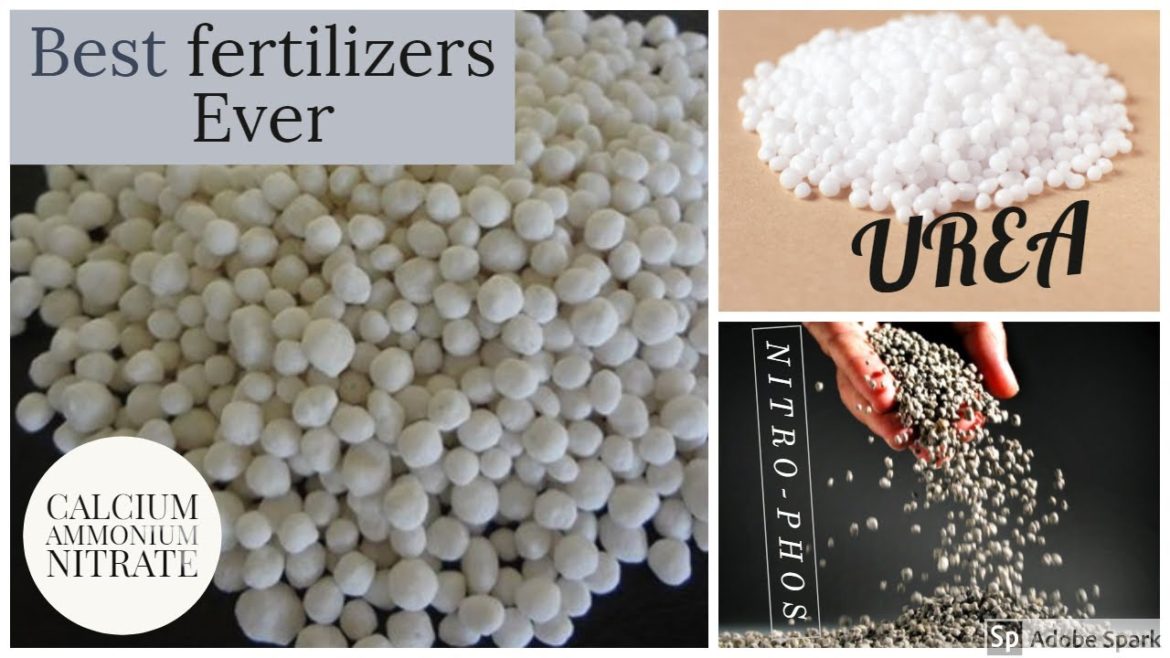 Top 3 Chemical Fertilizer for Vegetable Gardening Top 3 Chemical Fertilizer for Vegetable Gardening