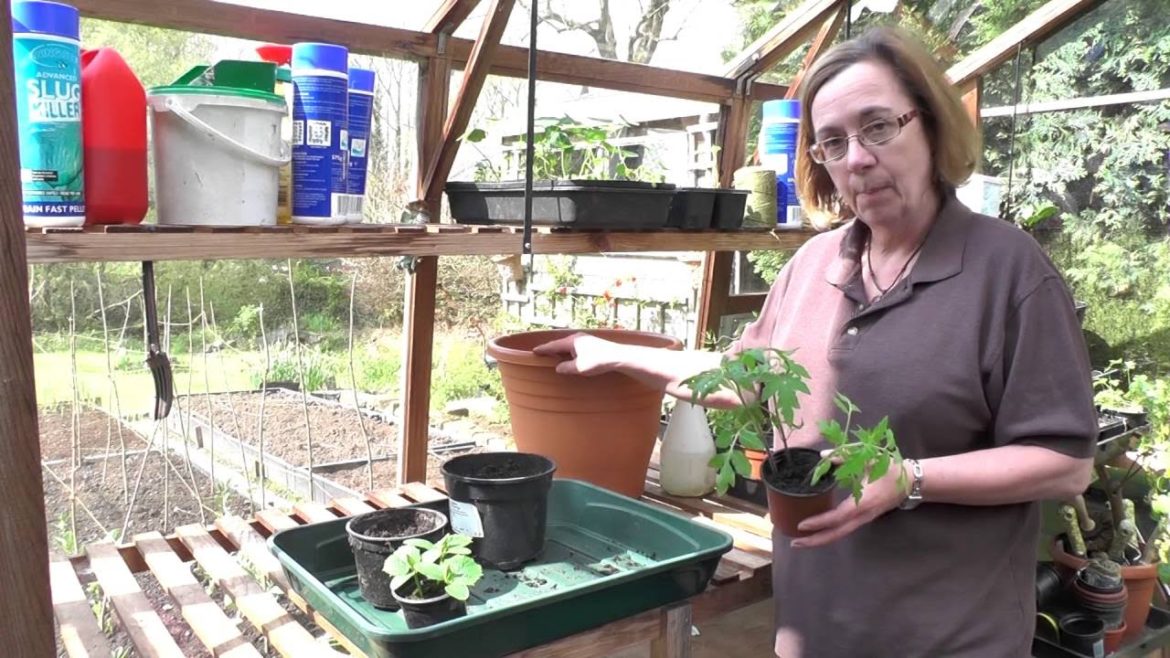 The Sunday gardener how to pot on tomatoes
