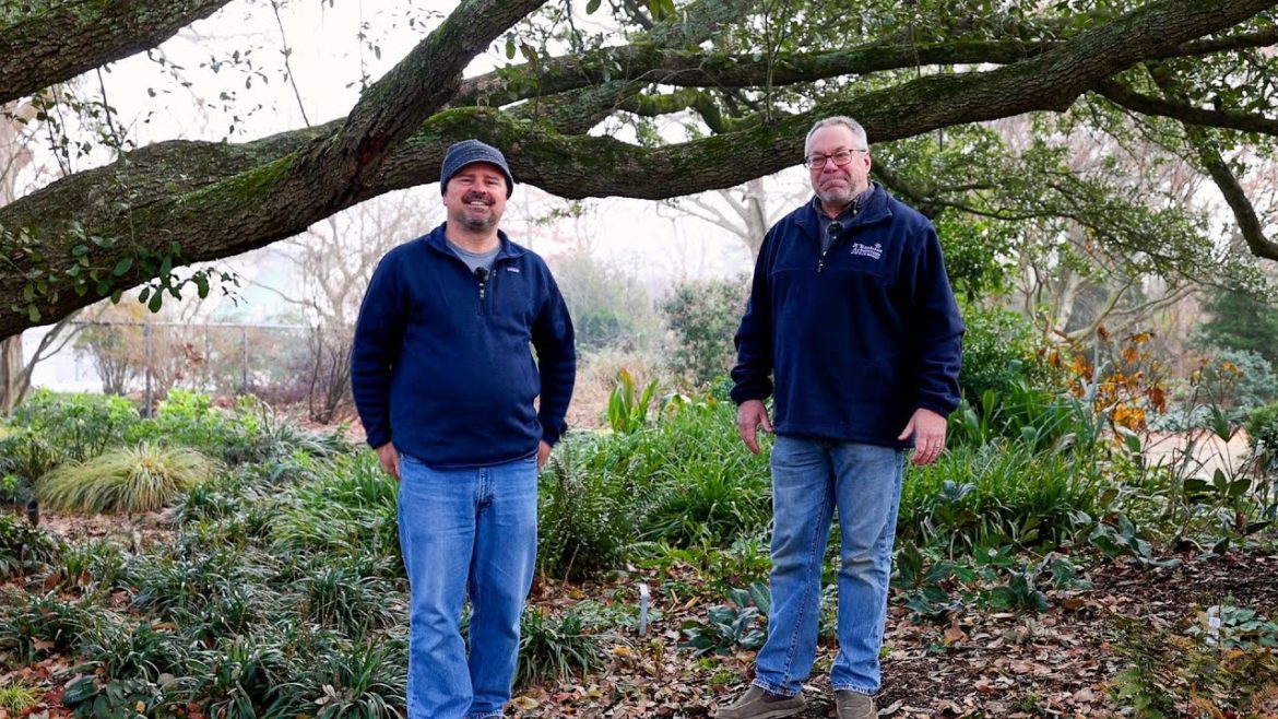 Dry Shade Garden Plants