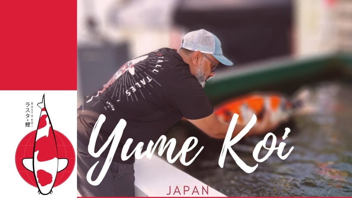 Big Koi in Japan. Yume Koi Japan