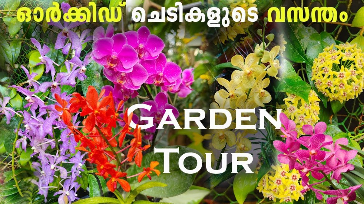 ഓർക്കിഡ് പൂക്കൾ നിറഞ്ഞൊരു വീട് || orchids ||Garden tour|| Orchid Garden tour|| orchid flowering tips ഓർക്കിഡ് പൂക്കൾ നിറഞ്ഞൊരു വീട് || orchids ||Garden tour|| Orchid Garden tour|| orchid flowering tips