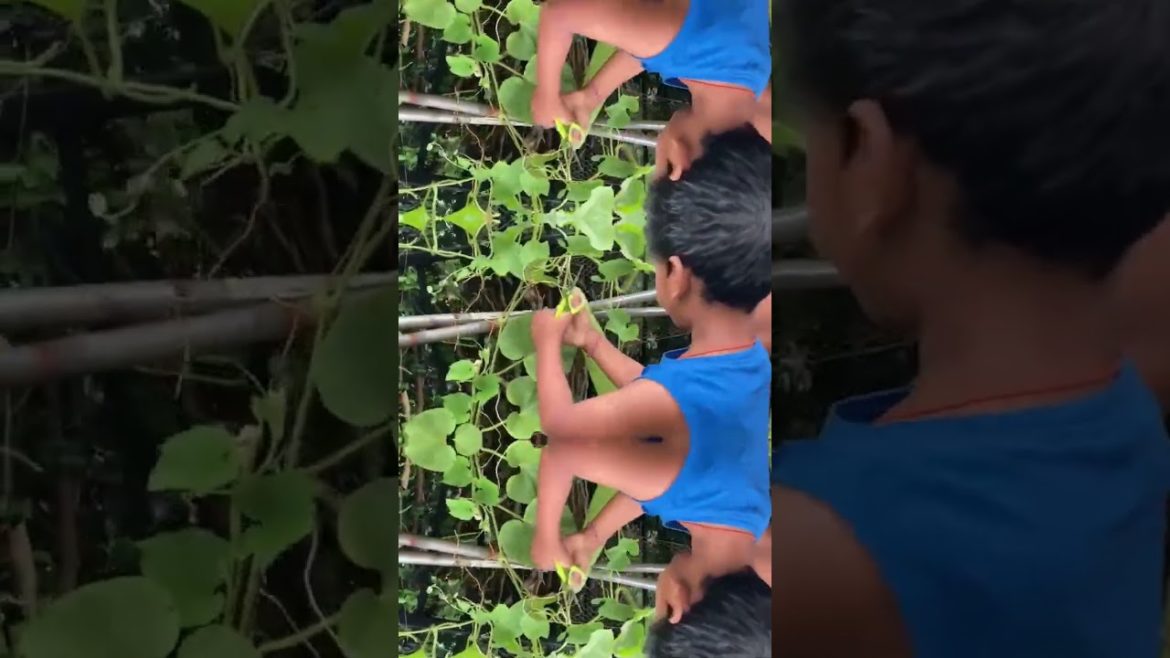 Backyard garden vegetable harvest #garden #gardening #vegetables #vegetable #summer