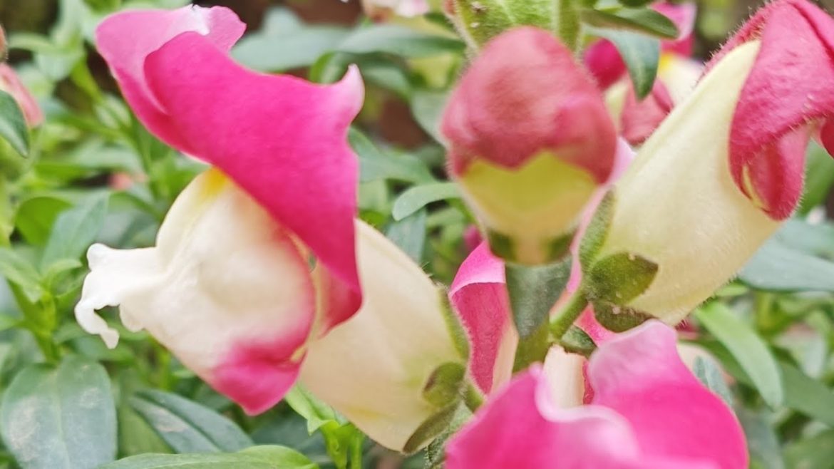 Beautiful flowers!Natural flowers ! flower garden#flowers #shorts #ytshortsvideo