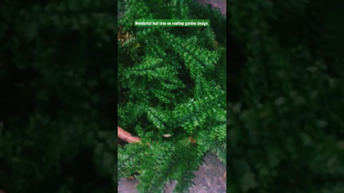 Rooftop Garden Design and Decoration Ideas with Leaf Tree.#shorts #viralvideo #viral #gardening Rooftop Garden Design and Decoration Ideas with Leaf Tree.#shorts #viralvideo #viral #gardening