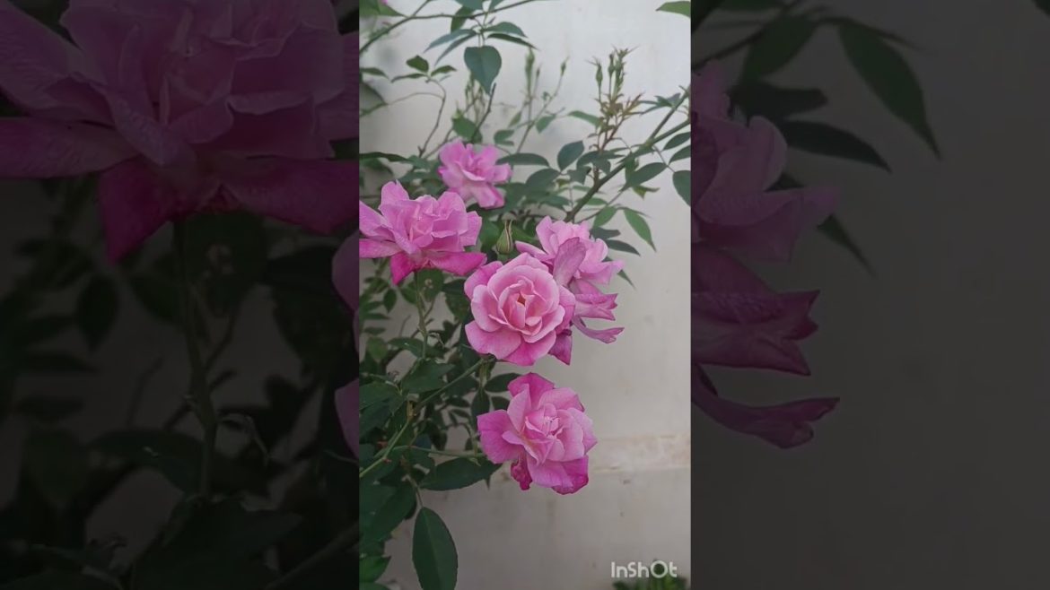nadan pink rose #shorts nadan pink rose #shorts