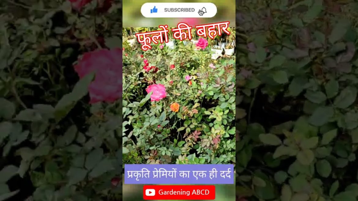 Gardening Love #gardening #organic #plants #flower #soil #fertilizer #grow #tips @GardeningABCD Gardening Love #gardening #organic #plants #flower #soil #fertilizer #grow #tips @GardeningABCD