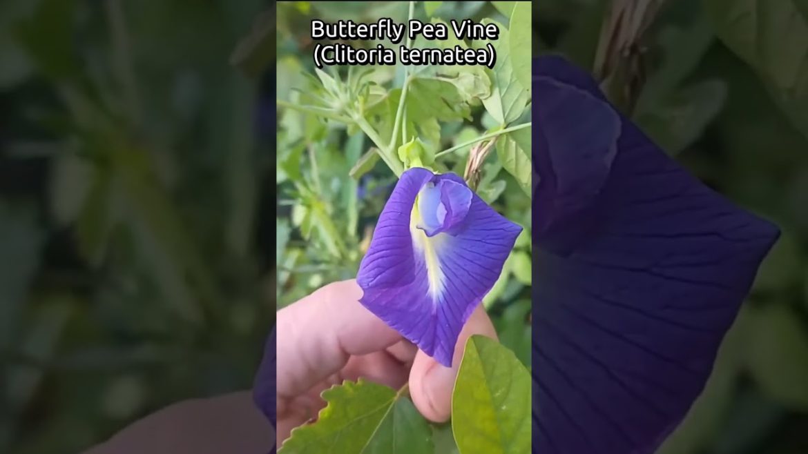 #shorts How To Create An Edible Landscape Using Beautiful Flowers