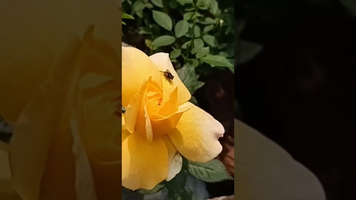 Rose flower Beautiful Rose Flower #shorts #viralshorts #rose #ytshorts Rose flower Beautiful Rose Flower #shorts #viralshorts #rose #ytshorts