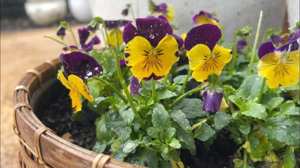 Can You Find the Beauty in the Rain?  ::  Finding the Beauty in What We Can't Control