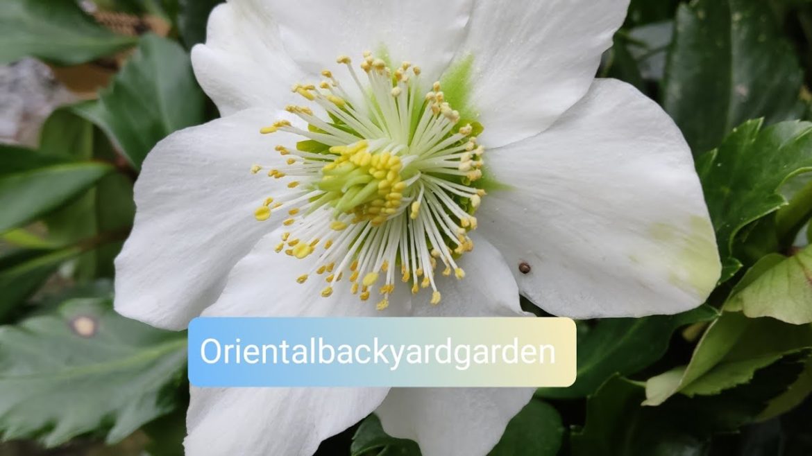 Orientalbackyardgarden "Spring illusion" #garden#gardening#englishgarden #spring