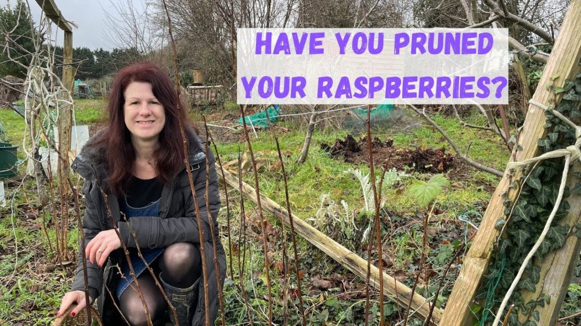 January Allotment Tour - Tips For Raspberry Pruning