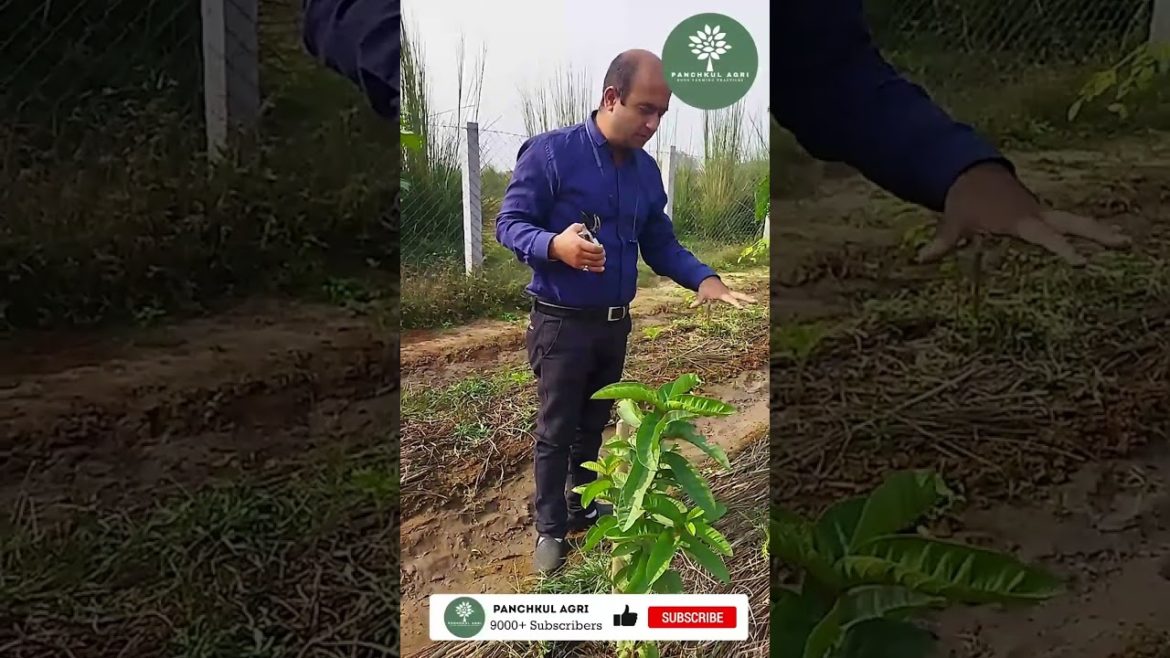 Termite is good for farming | Panchkul Agri | Vikram Bakshi