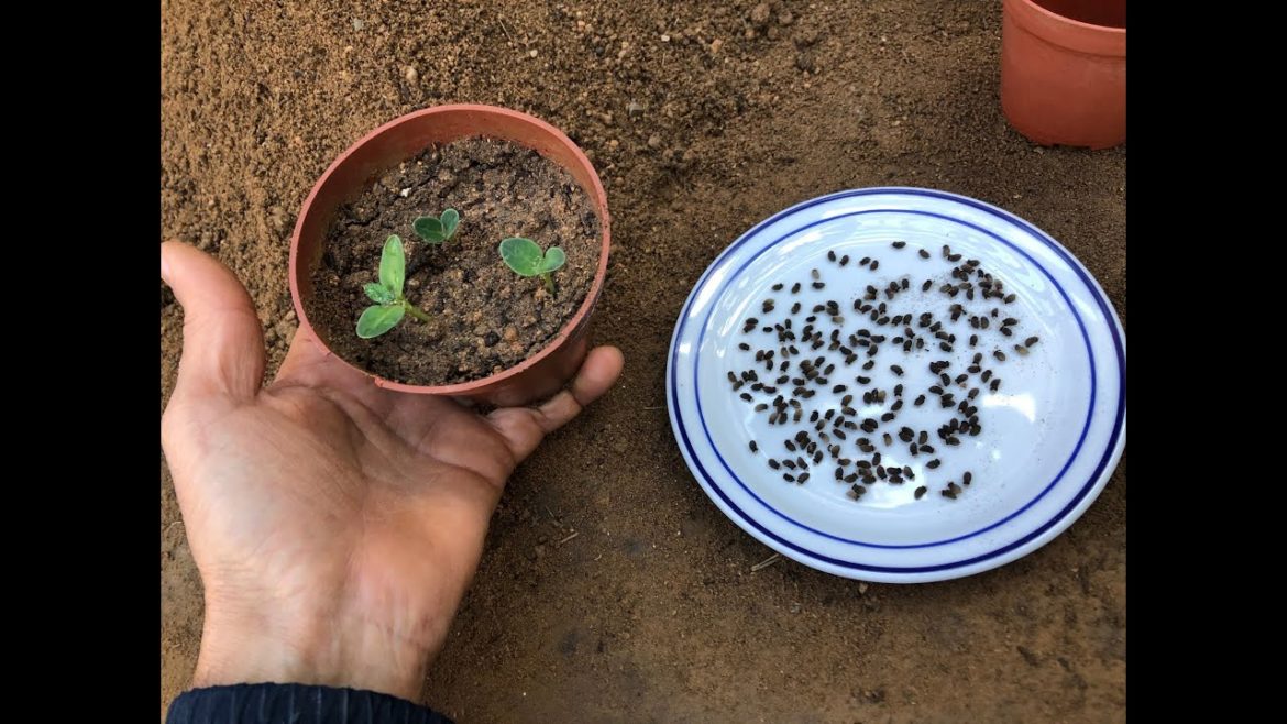 How to Start Borage Indoors How to Start Borage Indoors