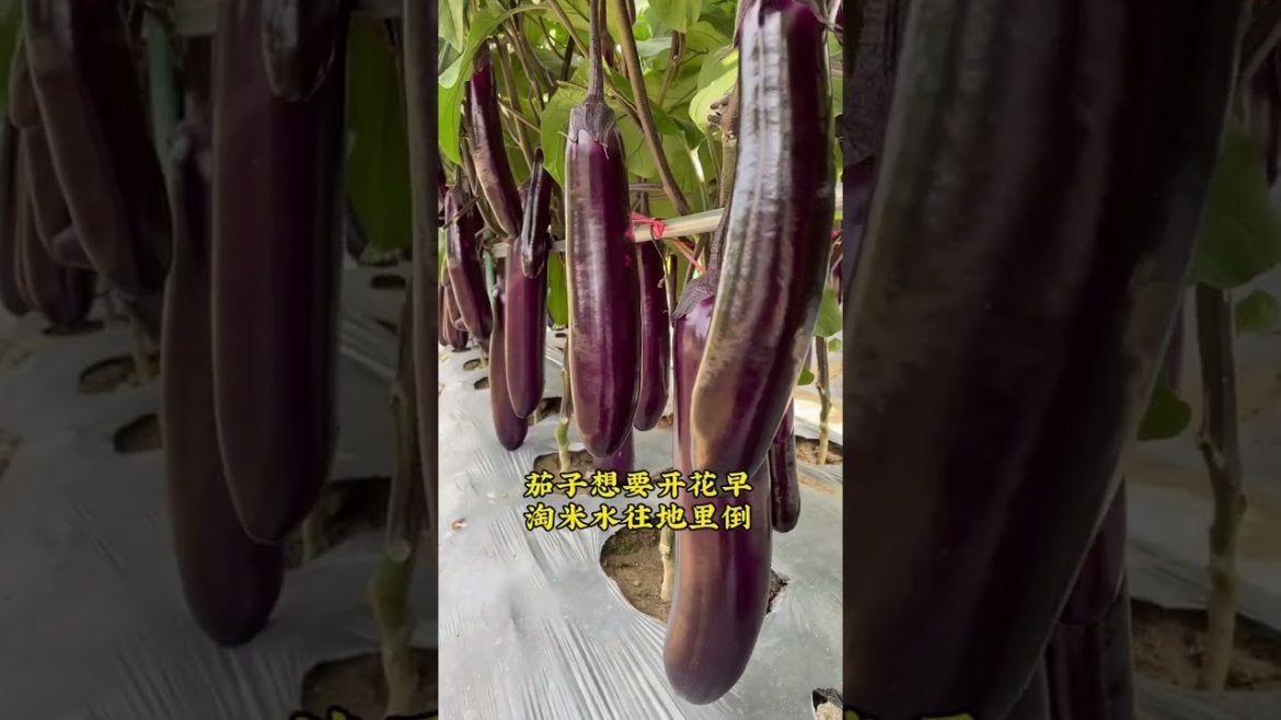 how to growing vegetable #natural #satisfying how to growing vegetable #natural #satisfying