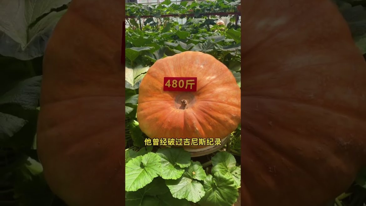 how to growing vegetable #natural #satisfying how to growing vegetable #natural #satisfying