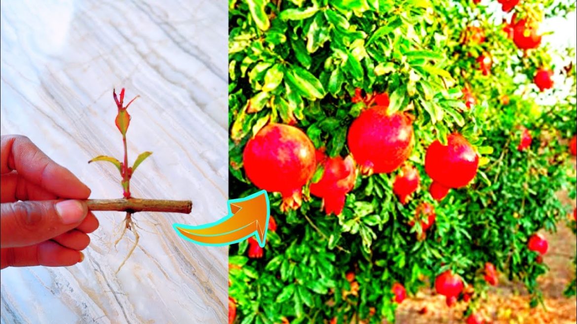 Gardening tips | how to propagation of pomegranate by cutting | new techniques of plant propagation