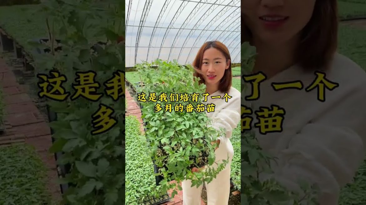 how to growing vegetable #natural #satisfying how to growing vegetable #natural #satisfying