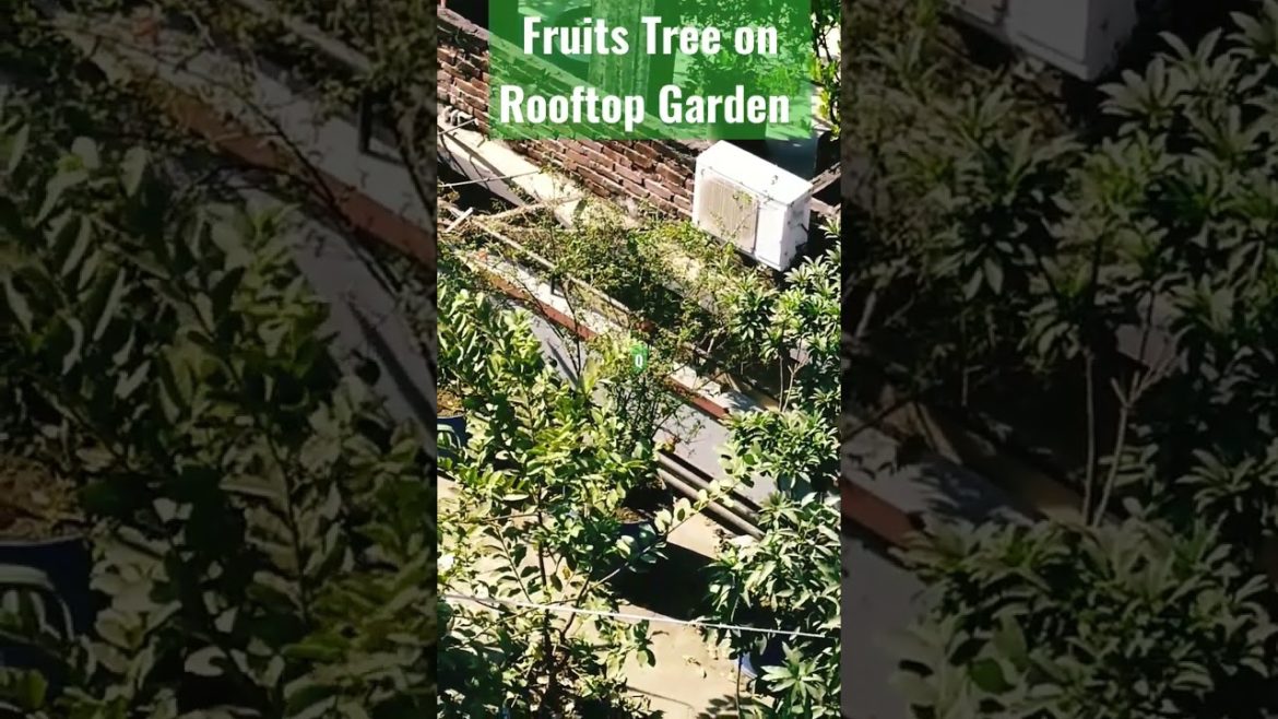 Fruits Tree on Rooftop Garden Ideas for all. #shorts #viral #viralvideo #gardening #fruit . Fruits Tree on Rooftop Garden Ideas for all. #shorts #viral #viralvideo #gardening #fruit .