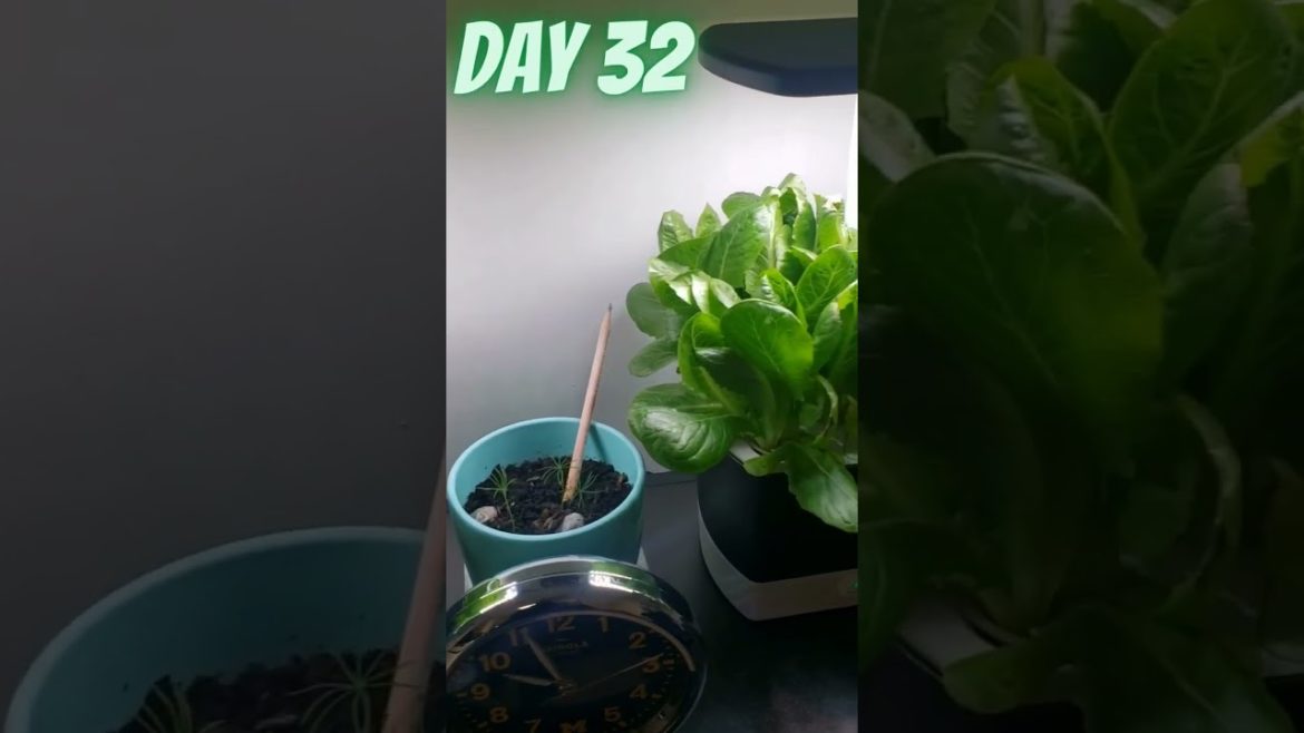 Growing Lettuce Day 14-32🥬💦🥬 | How long to grow lettuce in an aerogarden? #shorts #gardening #salad Growing Lettuce Day 14-32🥬💦🥬 | How long to grow lettuce in an aerogarden? #shorts #gardening #salad