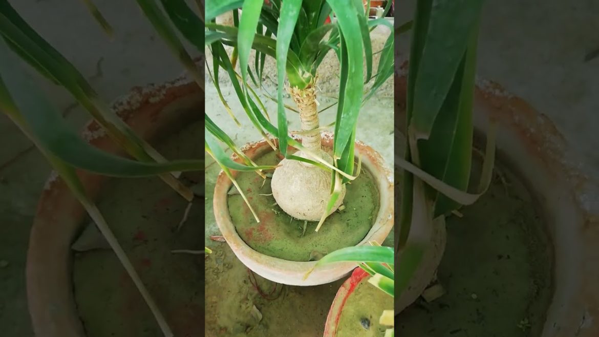 My Small Beautiful Home Garden Raining In My Backyard EP - 560 #shorts #garden