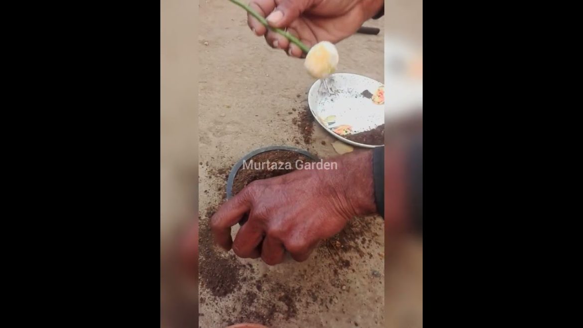 How to grow rose plant with 1 branch #plantation #gardening #plants