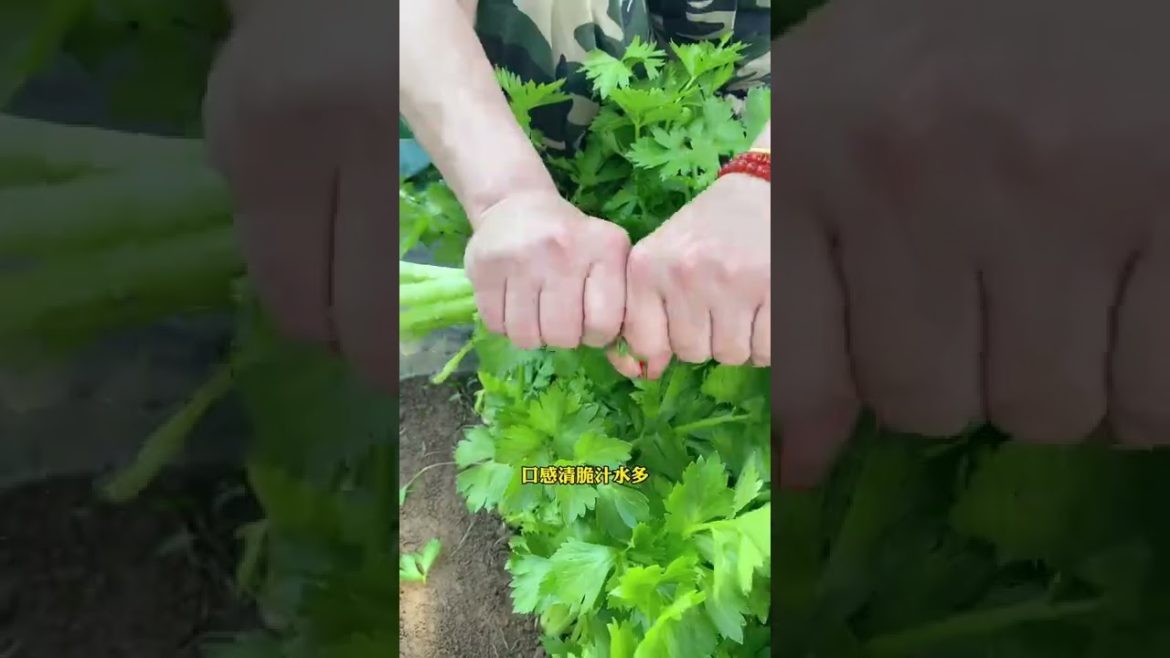 Episode 356 plant #shorts