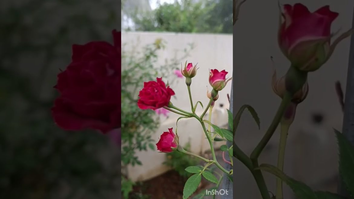 roses in our garden #shorts