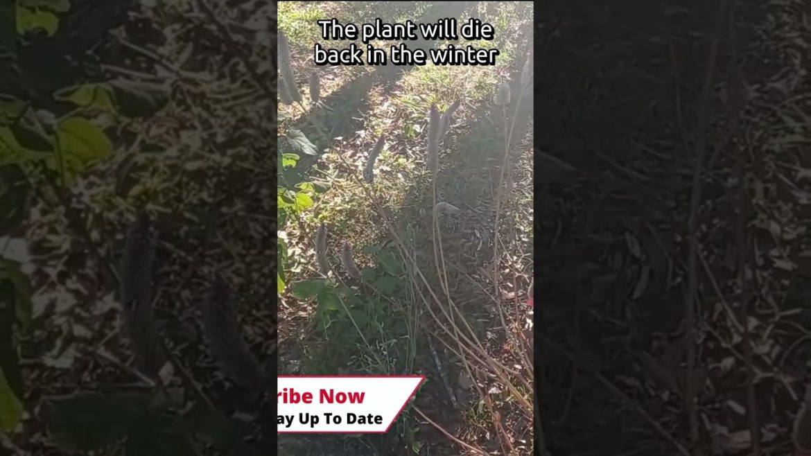 #shorts  Edible Landscape Plant With  Beautiful Flowers | Lagos Spinach