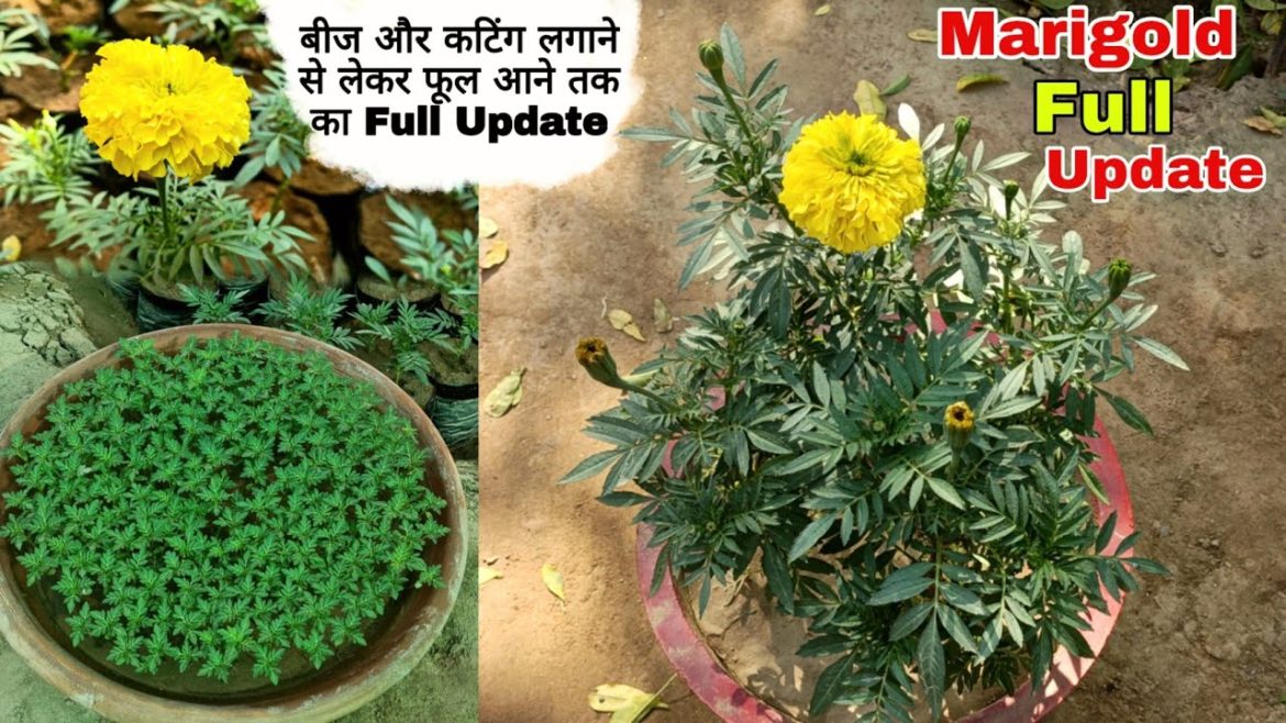 How To Grow Marigold from seeds (With Full Update) , Best Gardening Tips How To Grow Marigold from seeds (With Full Update) , Best Gardening Tips