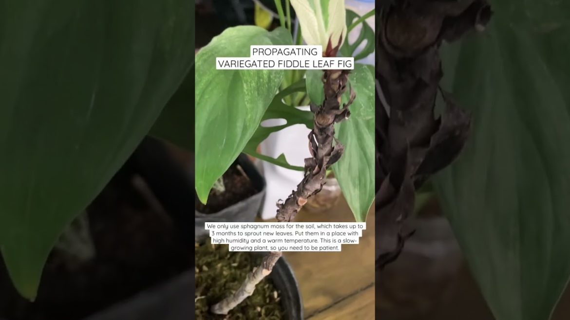 Propagating Variegated #fiddleleaffig that difficult to take care. #gardening #gardeningtips