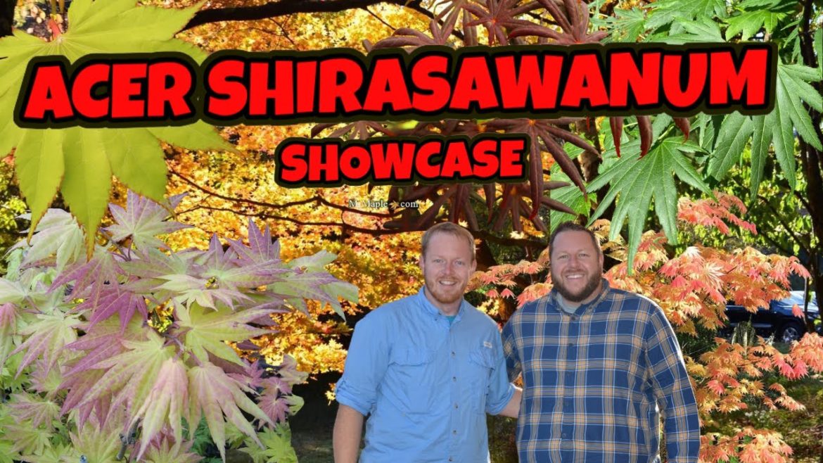 Full Moon Japanese Maples Part 1 | Acer Shirasawanum Saturday Showcase | Full Moon Japanese Maples Part 1 | Acer Shirasawanum Saturday Showcase |