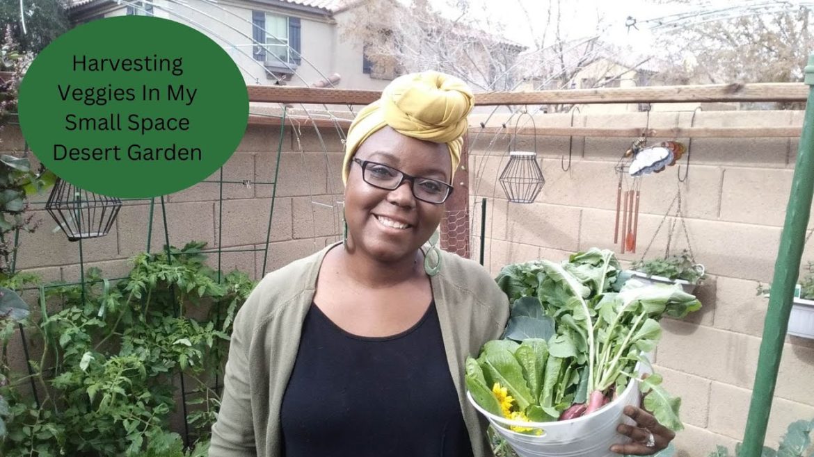 Harvesting Veggies In My Small Space Desert Garden - Winter Garden 2023