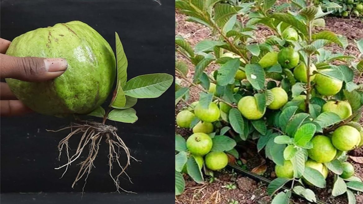 Unique Skill How to grow Guava tree from Guava || Grow Guava tree in easy way
