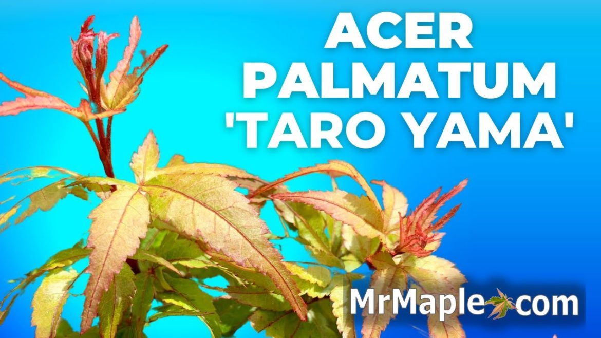 Acer palmatum 'Taro yama' | Rare Dwarf Japanese Maple Tree | MrMaple Clips π Acer palmatum 'Taro yama' | Rare Dwarf Japanese Maple Tree | MrMaple Clips π