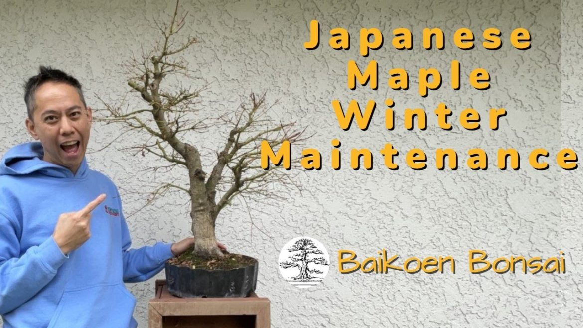 Japanese Maple Winter Maintenance/Trimming – Tom Lau – Bonsai Technique – Baikoen Bonsai Club Japanese Maple Winter Maintenance/Trimming - Tom Lau - Bonsai Technique - Baikoen Bonsai Club
