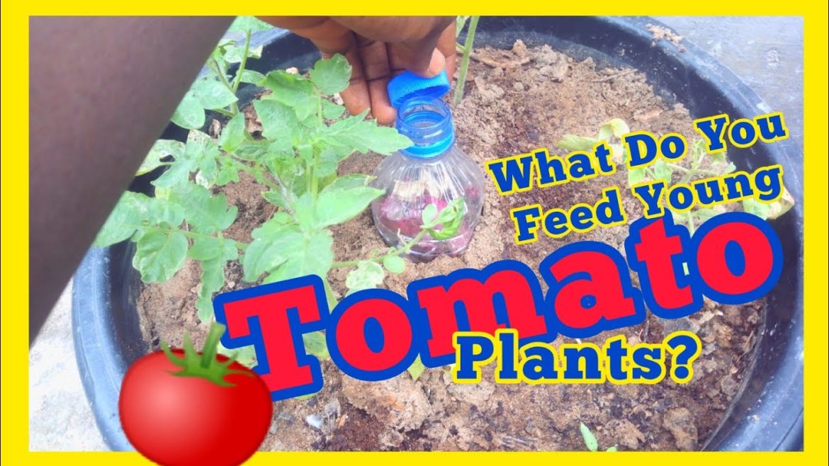 How To Make Sure Young Tomato Plants Mature Well #containergardening #diy