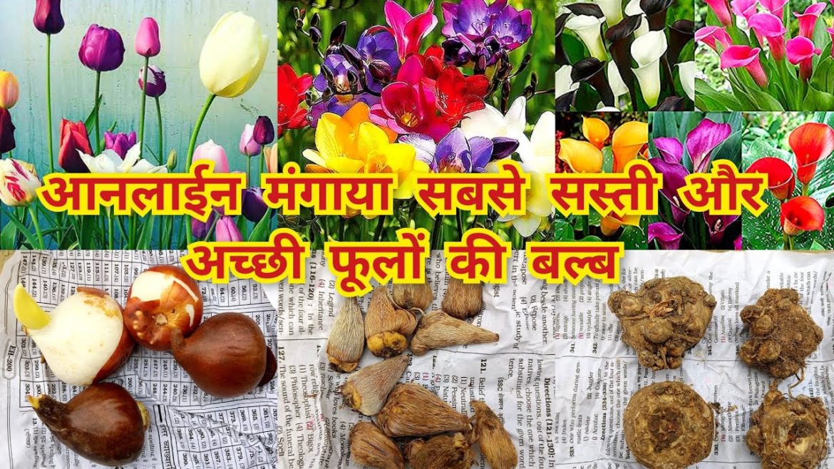 खूबसूरत फूलों वाली और सस्ती बल्ब आनलाईन मंगाया/best flower bulb online