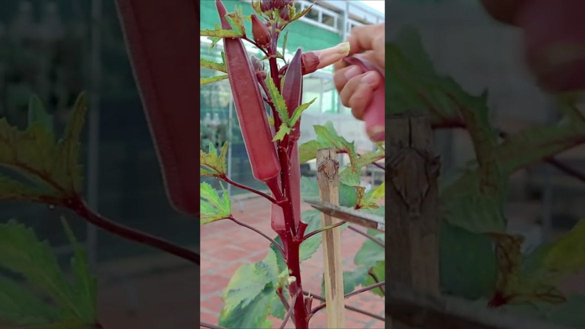 Growing okra in container