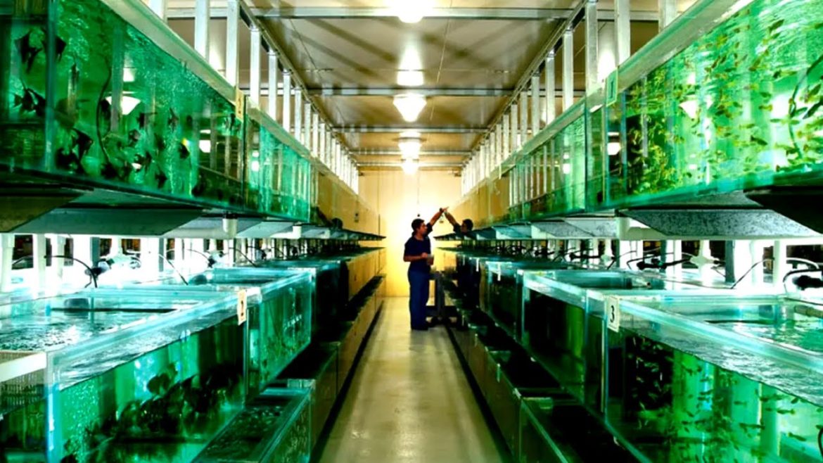 This SHOCKING Tropical Fish Farm Raises Over a Million Fish Per Year This SHOCKING Tropical Fish Farm Raises Over a Million Fish Per Year