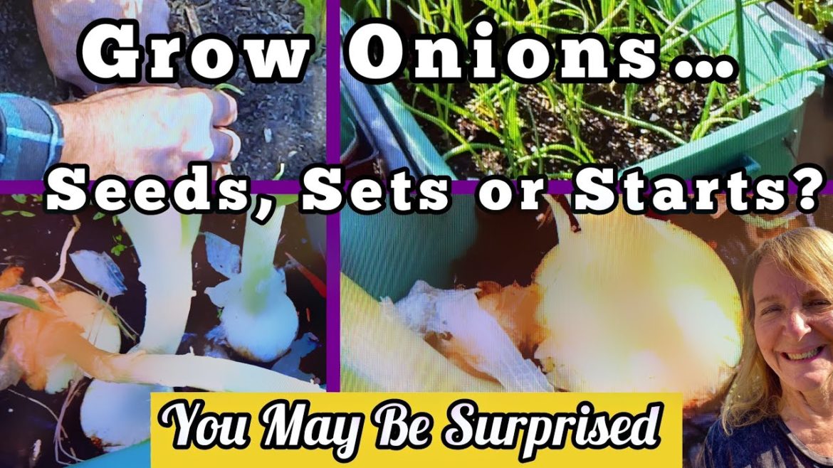 How to Plant & Grow ONIONS Best Growing Method Seeds, Starts or Sets, TIPS for Container Gardening How to Plant & Grow ONIONS Best Growing Method Seeds, Starts or Sets, TIPS for Container Gardening