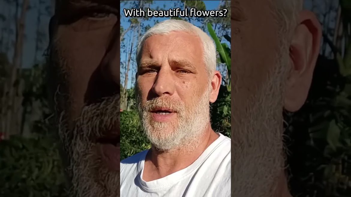 #shorts  Edible Landscape Plant With  Beautiful Flowers | Dwarf Mallow