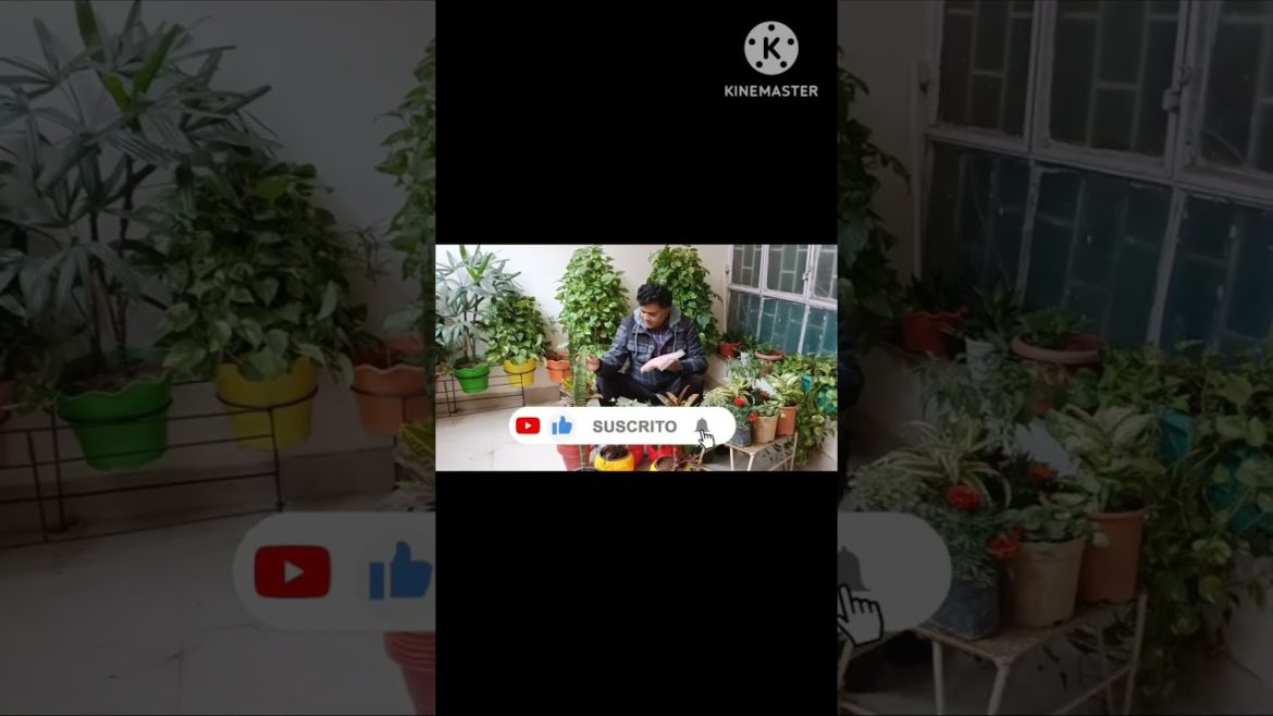 ornamental plants #shorts #short #viral ornamental plants #shorts #short #viral