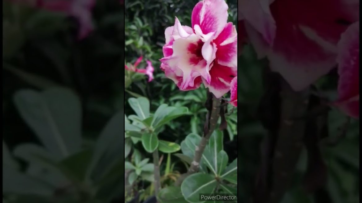 Adenium ♥️@maadithottam #adenium #adeniumlover  #terracegarden #gardeningtips  #gardening #flowers