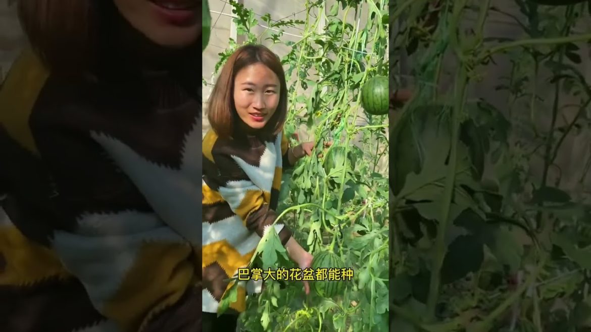 how to growing vegetable #natural #satisfying how to growing vegetable #natural #satisfying