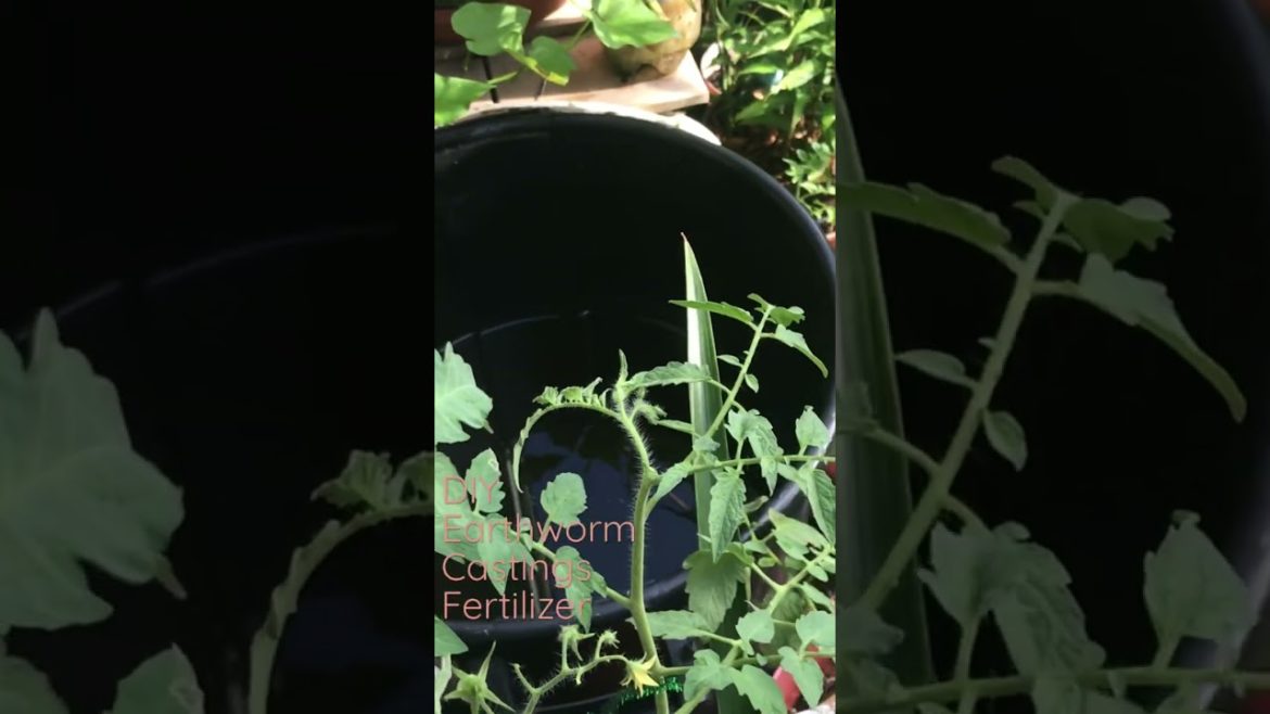 DIY Fertilizer Using Earthworm Castings #shorts #gardening #garden