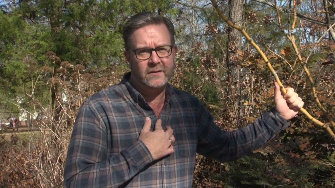 Dramatic Winter Damage | Volunteer Gardener Dramatic Winter Damage | Volunteer Gardener