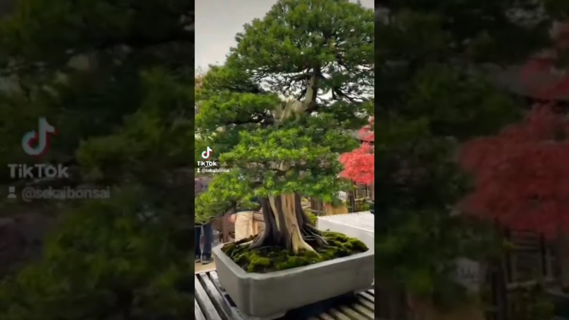 japanese bonsai