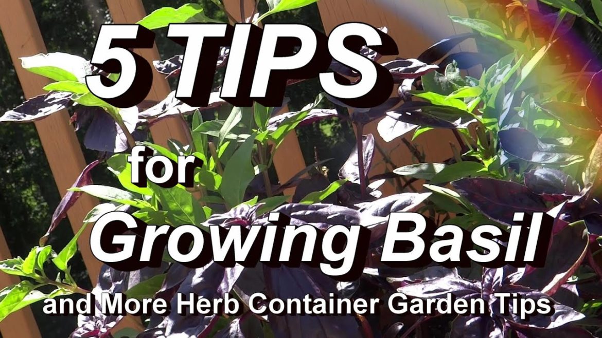 The Herb Container Garden Tour + 5 Tips for Growing Basil & Identify Scale Insects